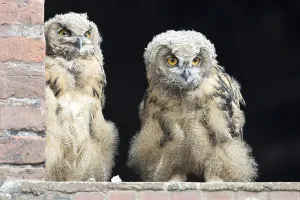 Two small eagle owls sit in a window of the Malakow tower at Ewald colliery