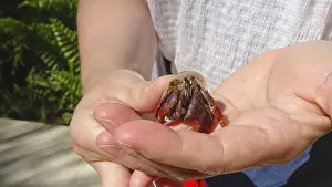 A small earth crab (Austropotamobius torrentium) sits in a hand and shows its natural shape and details