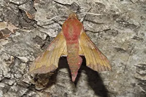 Small elephant hawk-moth (Deilephila porcellus)