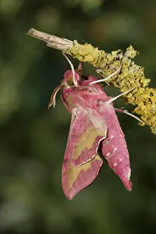 Small elephant hawk-moth Deilephila porcellus