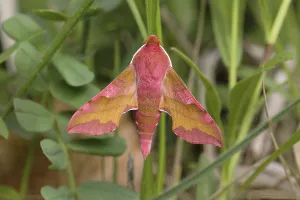 Small elephant hawk-moth (Deilephila porcellus) sits on a blade of grass