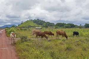 Small farm house with cows on the savanna along the Linden-Lethem dirt road linking Lethem