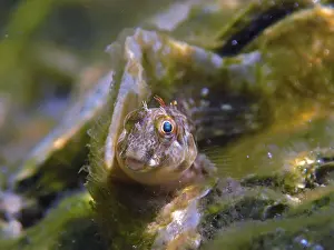 Small fish, algae blenny (Parablennius marmoreus)