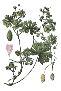 Small-flowered cranesbill (Geranium pusillum)
