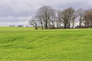 Small forest with English oaks (Quercus robur) in the field