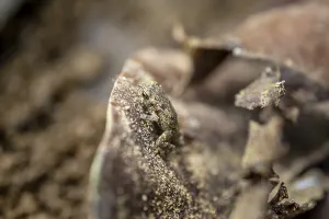 Small frog camouflaging itself on a dry leaf