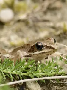 A small frog jumping frog Rana dalmatina sits on the ground surrounded by grass