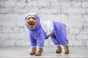 Small funny dog of brown colour with curly hair of toy poodle breed posing in clothes for dogs