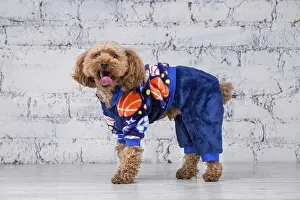 Small funny dog of brown colour with curly hair of toy poodle breed posing in clothes for dogs