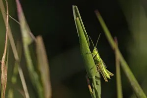Small gold grasshopper, (Euthystira brachyptera)