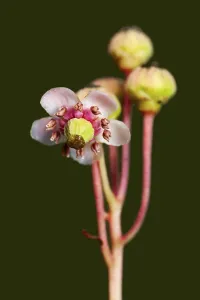 A small graceful flower umbellate wintergreen (Chimaphila umbellata) in a pine forest in Belarus