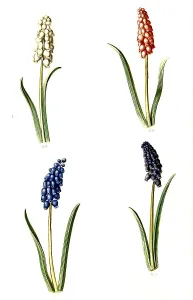 Small grape hyacinth (Muscari botryoides)