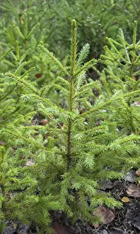 Small green firs in the forest