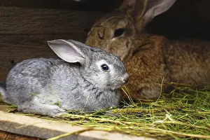 A small grey rabbit next to my mother
