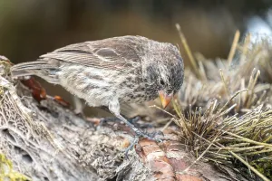 Small ground finch (Geospiza fuliginosa)