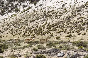 A small group of vicunas grazes peacefully in the rugged terrain of the Andean Highlands