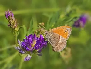 Small haybutterfly Coenonympha pamphilus also known as little meadowbirds