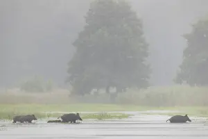 Framed Print : A small herd of wild boars (Sus scrofa) appears in front of the photo hideout and crosses a pond