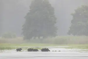 A small herd of wild boars (Sus scrofa) crosses a pond