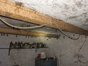 Small horseshoe nose (Rhinolophus hipposideros) hanging from the ceiling in the cellar