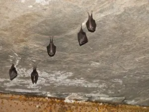 Small horseshoe nose (Rhinolophus hipposideros) hanging from the ceiling in the cellar