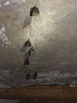 Small horseshoe nose (Rhinolophus hipposideros) hanging from the ceiling in the cellar