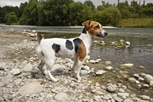 Small Jack Russell terrier dog standing by the river