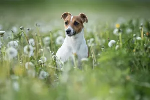 Small Jack Russell terrier sitting in green grass meadow