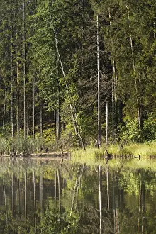 A small lake in a spruce forest
