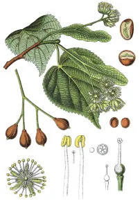 Small-leaved lime (Tilia cordata)