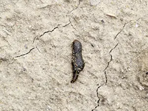 Small leech crawls over bare soil in search of moisture