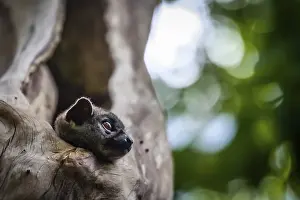 Small Lepilemur Ankaranensis, Ankarana Sportive Lemur