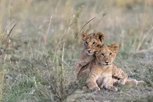 Small lions (Panthera leo), lying in the grass