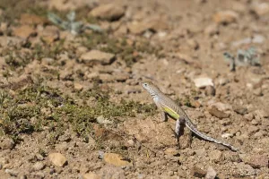 A small lizard sunbathing on a stone