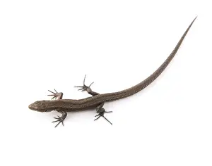 One small lizard on a white background