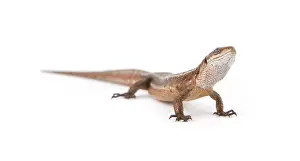 One small lizard on a white background