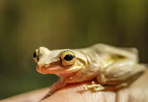 Small madagascar frog on a human hand