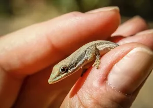 Small madagascar gecko in human hand