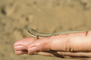 Small madagascar gecko in human hand