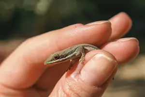 Small madagascar gecko in human hand