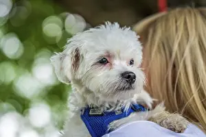 Small mini maltese dog on a woman's arm<br> Small mini maltese dog on a woman's arm