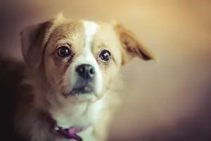 Small mixed-breed dog looks very carefully into the camera