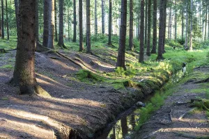 Small moat in coniferous forest