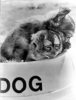 Small monkeys in dog bowl, England, Great Britain