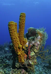 Small, multi-coloured coral block with diverse sponges and corals
