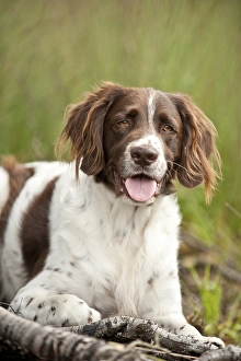 Small Munsterlander lying in the forest, portrait
