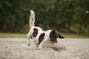 Small Munsterlander playing in the sand