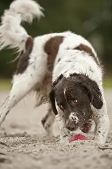 Small Munsterlander running after a ball