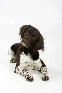 Small Munsterlander<br> Small Mnsterlander