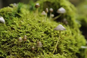 Small mushrooms grow out of lush green moss in the forest with a calm